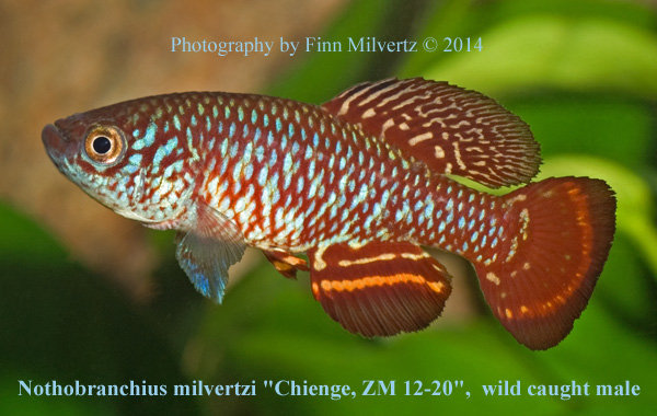 Wild caught male of Nothobranchius milvertzi "Chienge, ZM 12-20"